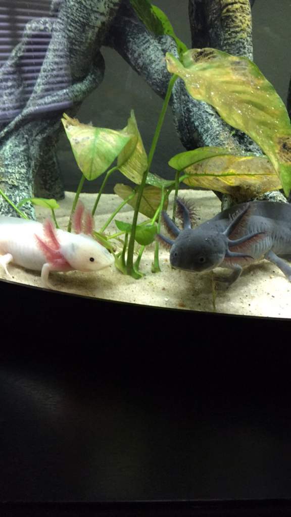 Flex and Rocket. Rocket used to be the biggest, but Flex hit a huge growth spurt and passed Rocket up by a whole inch!