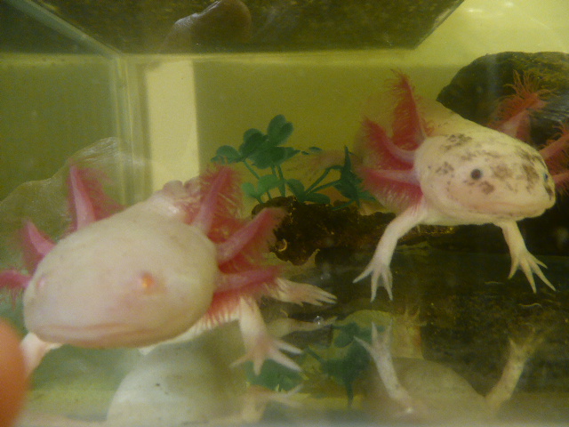 Flick, the white albino and his sister Shades