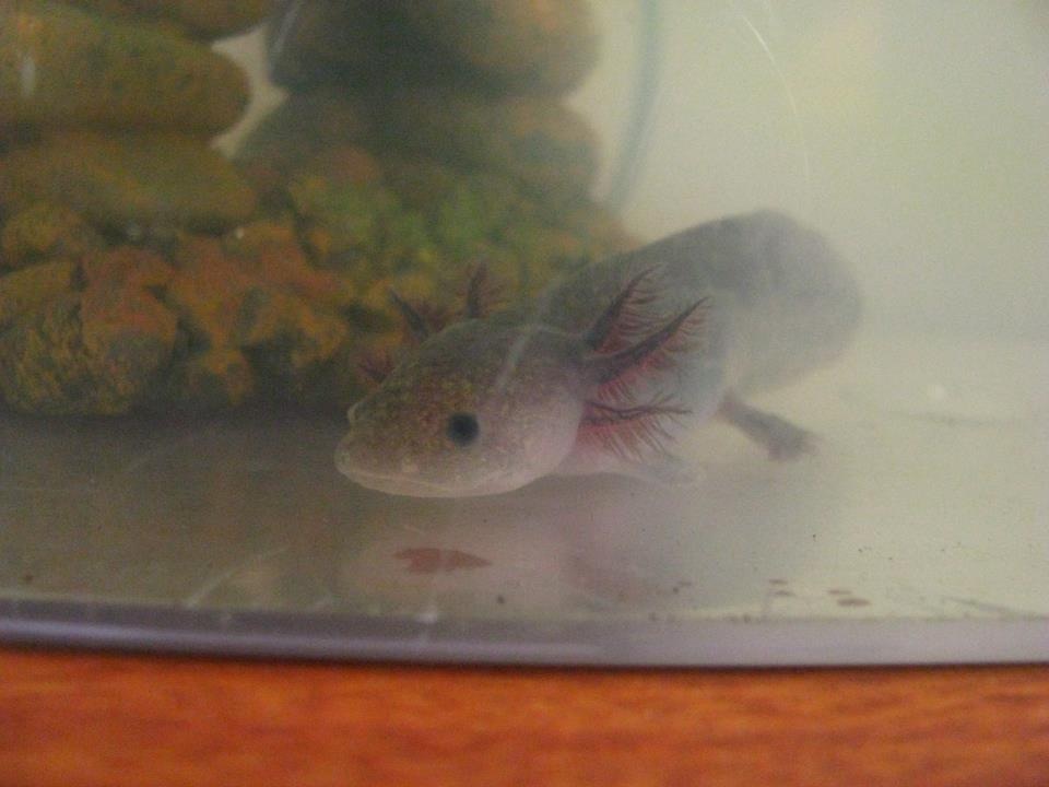 Flik at about 1-2 months old. Missing his front legs which were bitten off by a sibling. Only about 3 inches long.