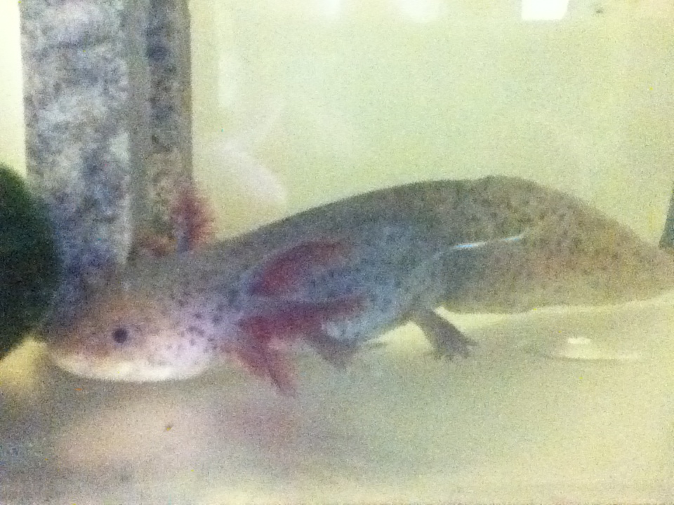 Flik at about 6 months old now I think. His front legs are back and he is now about 6.5 inches long. (Sorry about the crappy image quality. Taken 9/2/