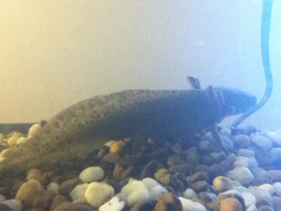Flint, looking out the window, Old tank with gravel.