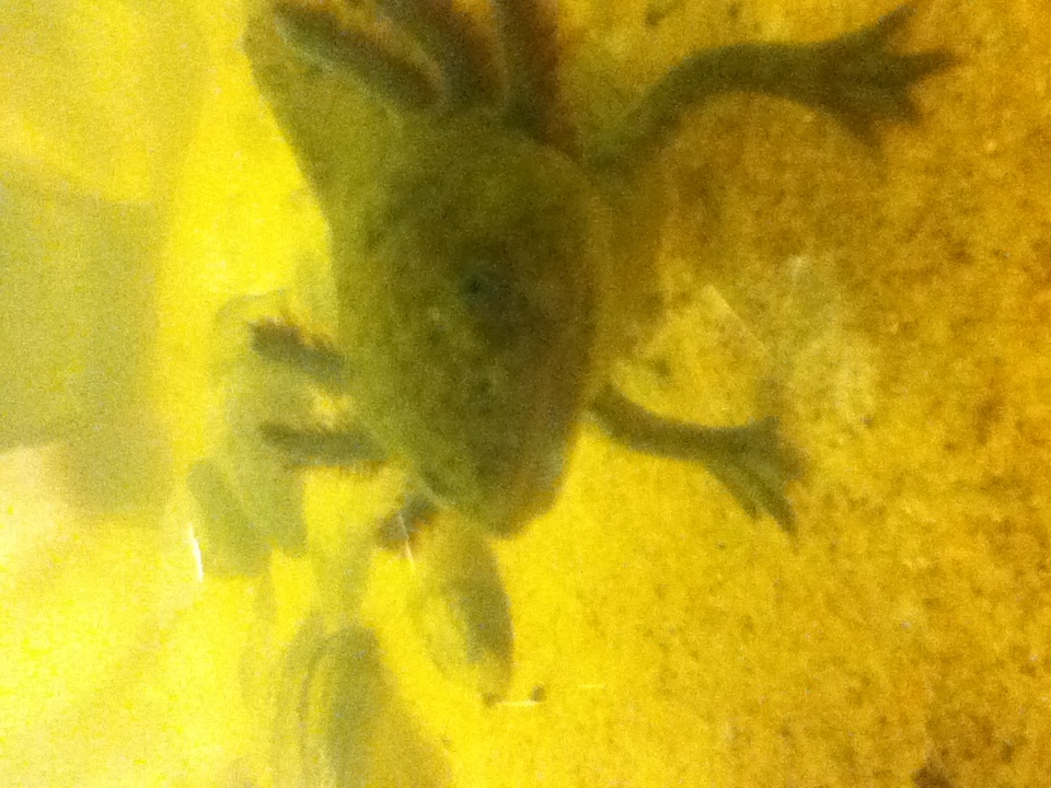 Flint, New tank with sand.