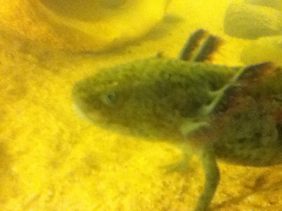 Flint, New tank with sand