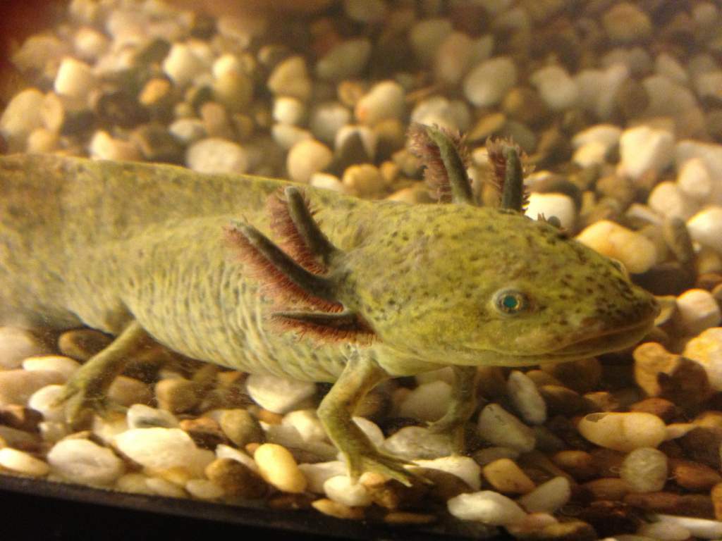 Flint, Old tank with gravel.