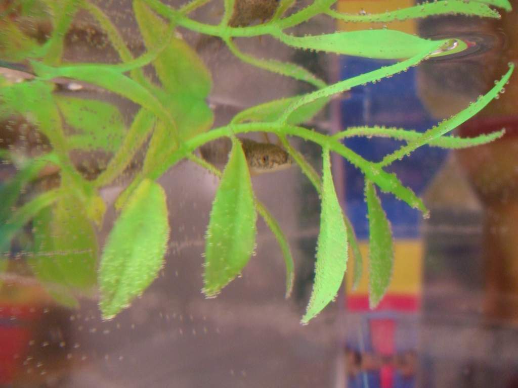 Floating in his floating plant piece.