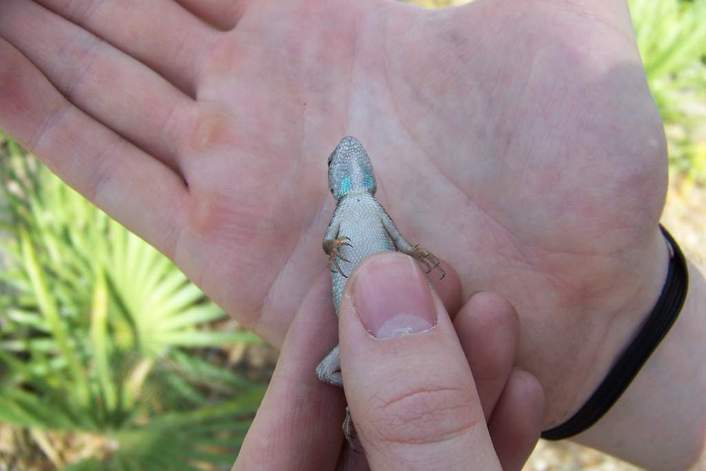 Florida scrub lizard