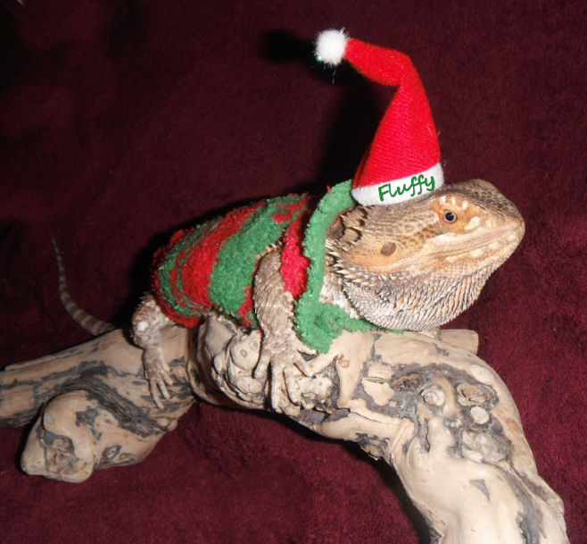 Fluffy at Christmas