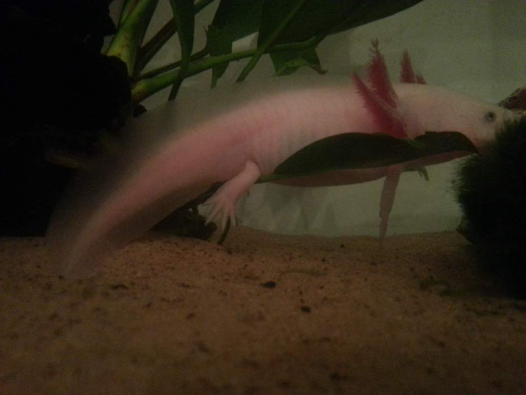 Flump