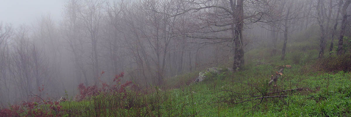 Foggy view on Rich Mountain.