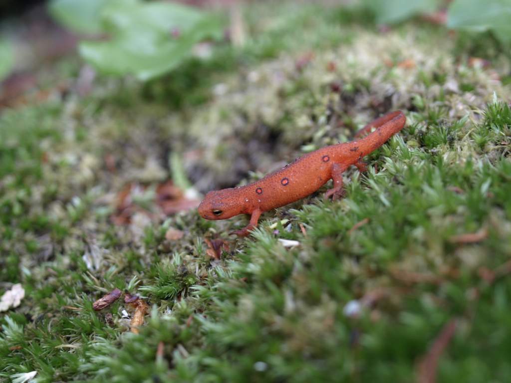 Followed him down till he slid into some leaves.. he was really slow.