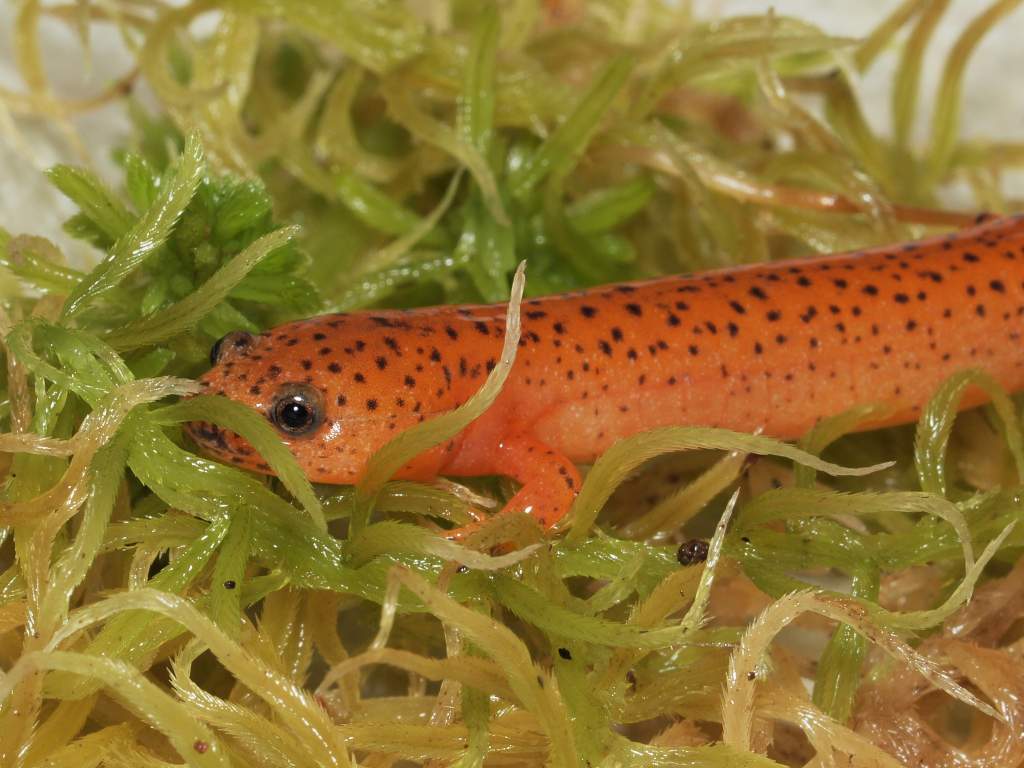 For one project I'm raising Pseudotriton in the lab. This is one of the P. ruber juveniles that I reared from a larva.
