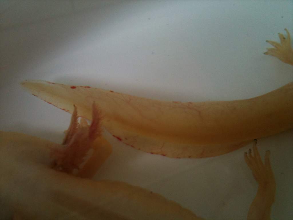 foto (1)