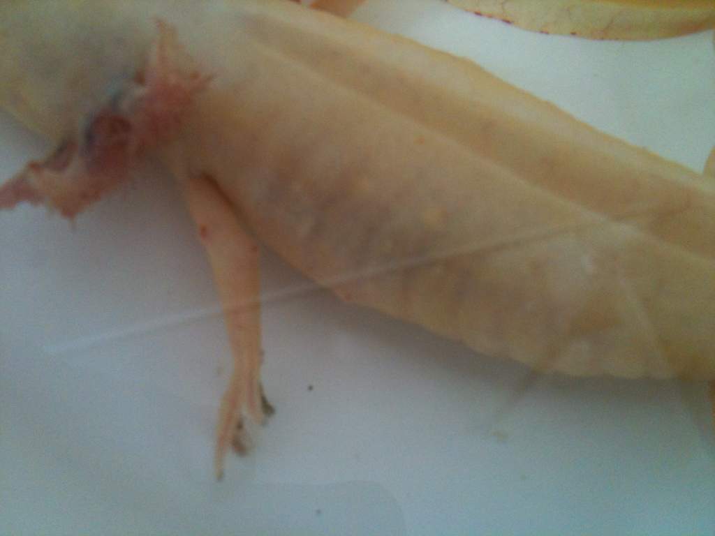 foto (2)