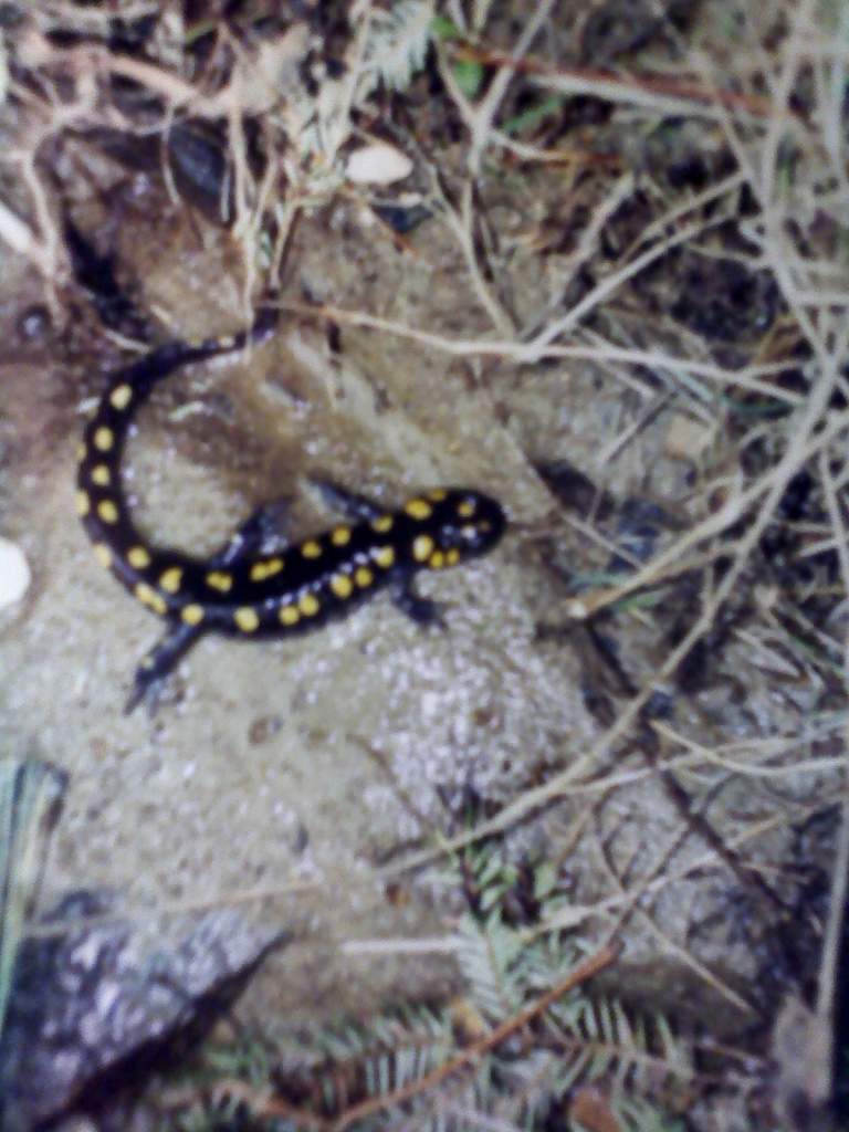 Found an old picture, must have been one of the creatures that sparked my current interests...