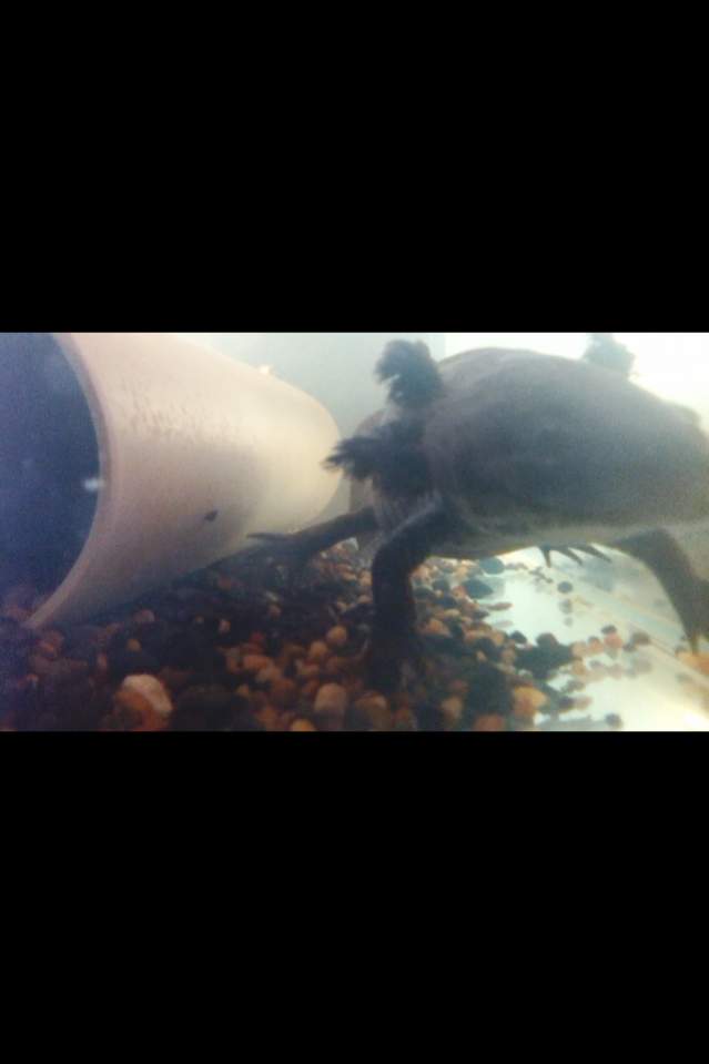Found the Camera