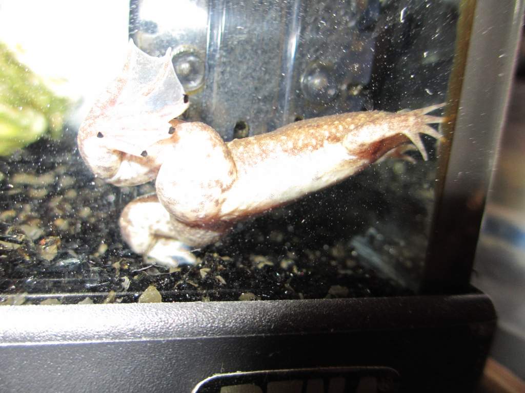 four claws on each foot :P
