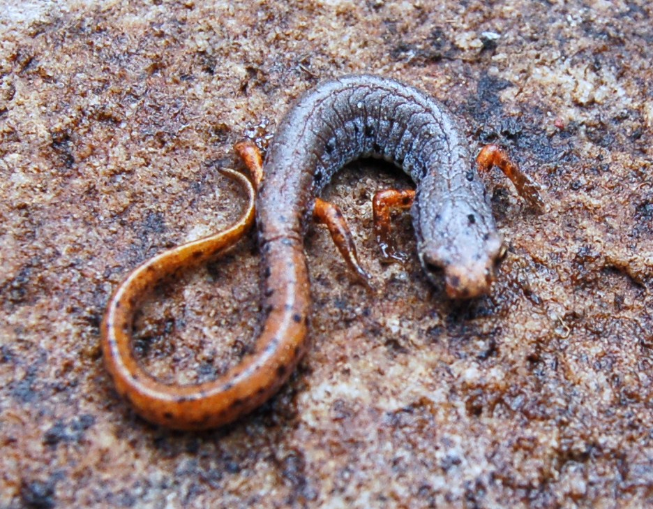 Four-toed salamander

Backstory: this is my 'unicorn' species. I'd searched for it for EVER, and the FIRST rock I flipped in WV, there it was. I was t