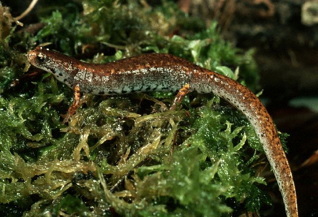 Four Toed Salamander