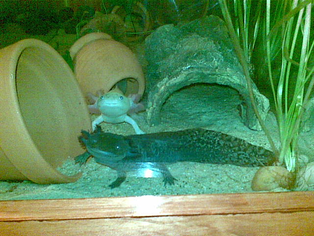 Francis (front) Ferdinand (back)