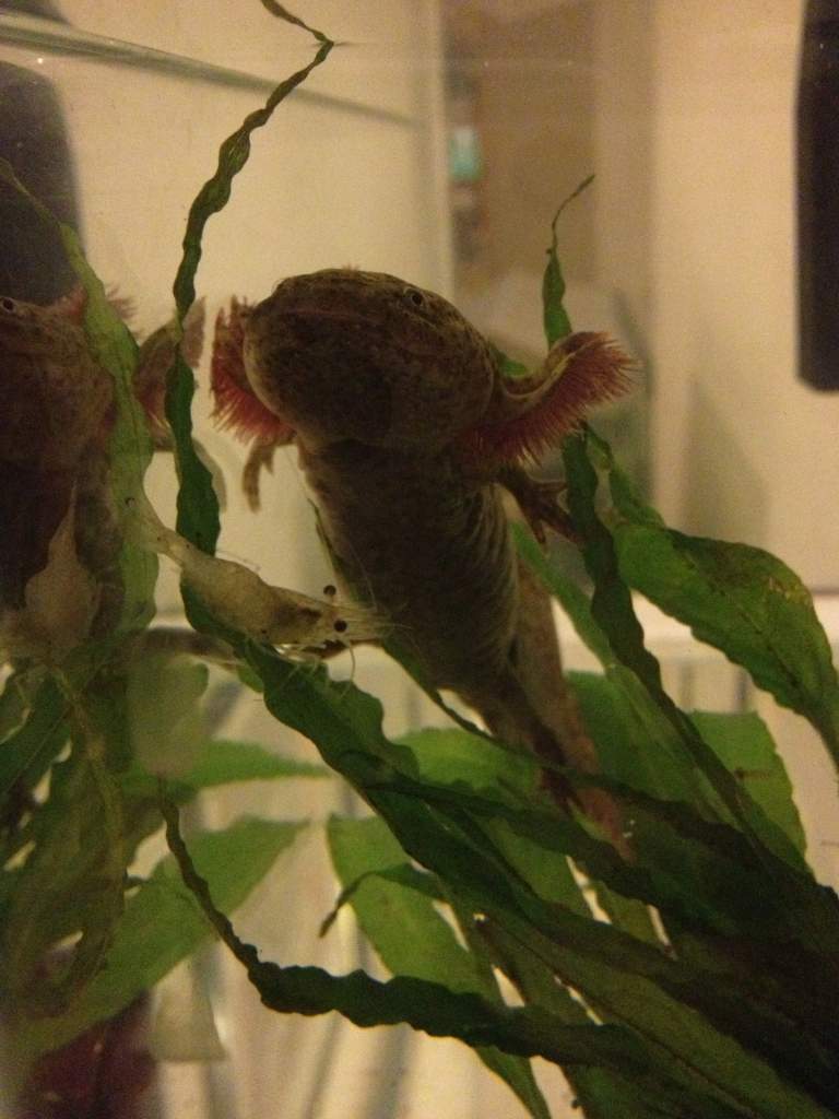 Frankie getting trolled by a shrimp