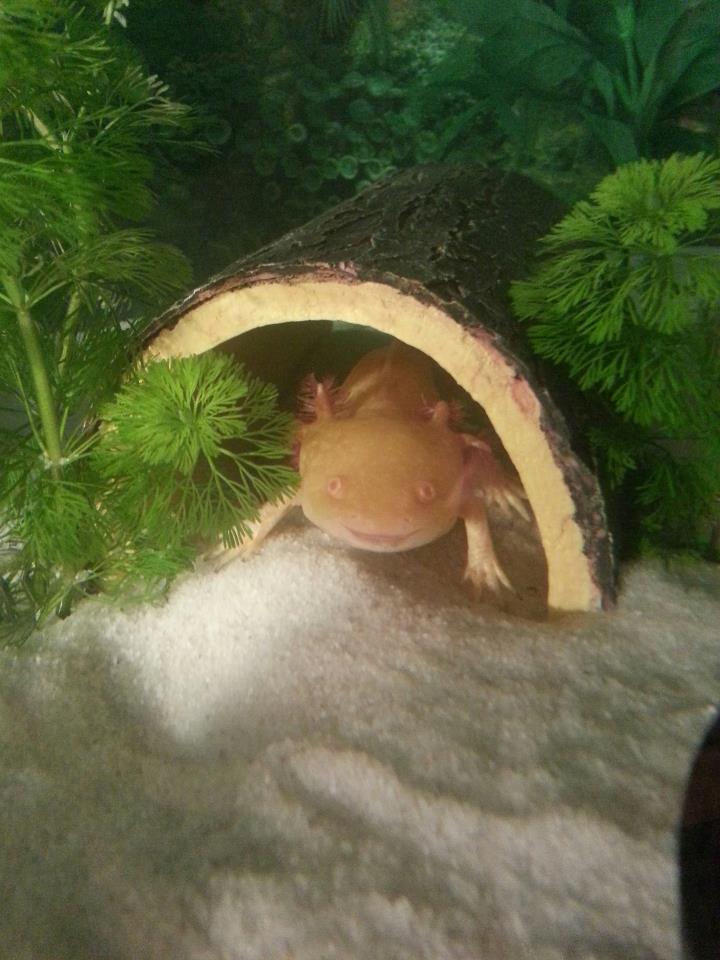 Frankie in log