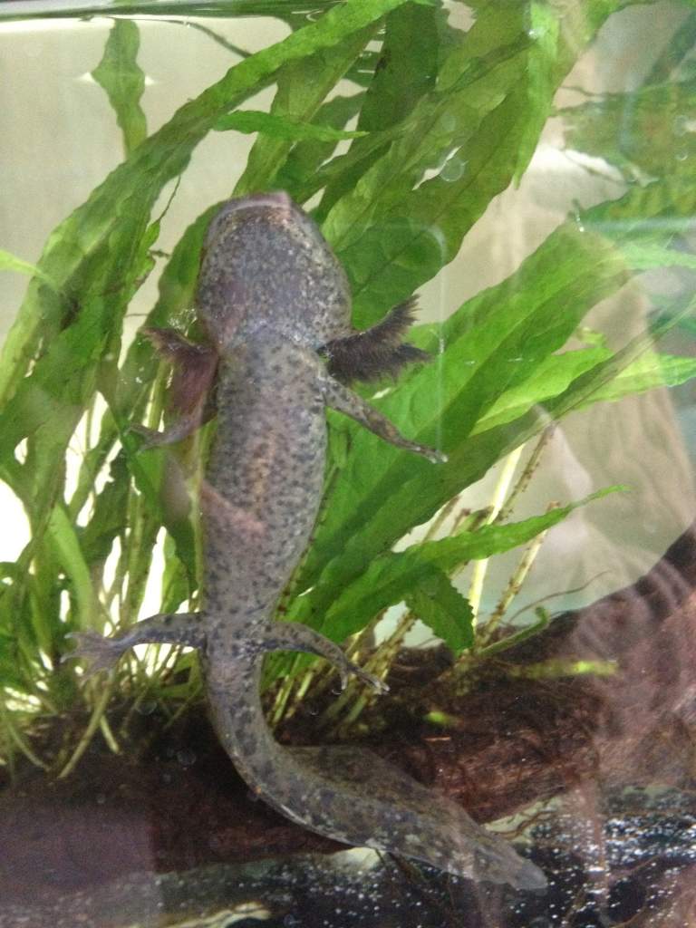 Frankie shows us his belly