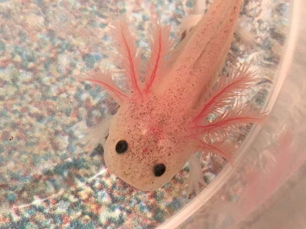 Freckled leucistic jan 2016