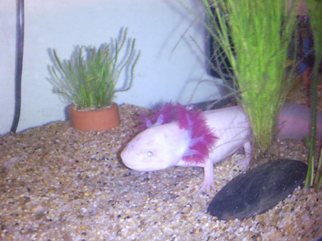freckles my new jevie female