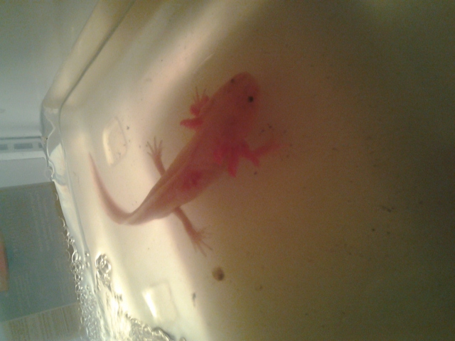 fred after a pleco sucked on him