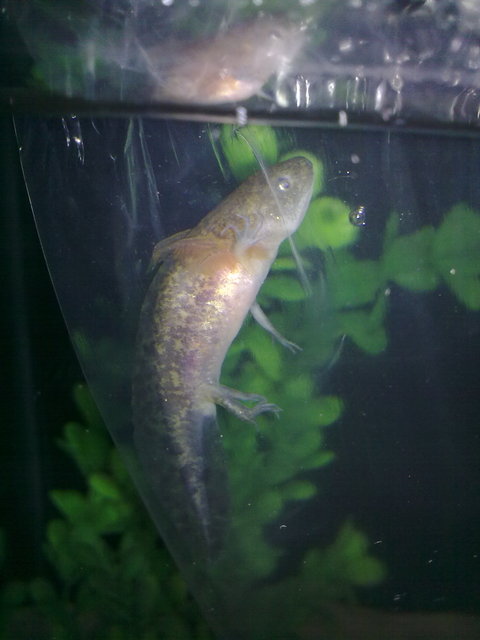 Freewilly
