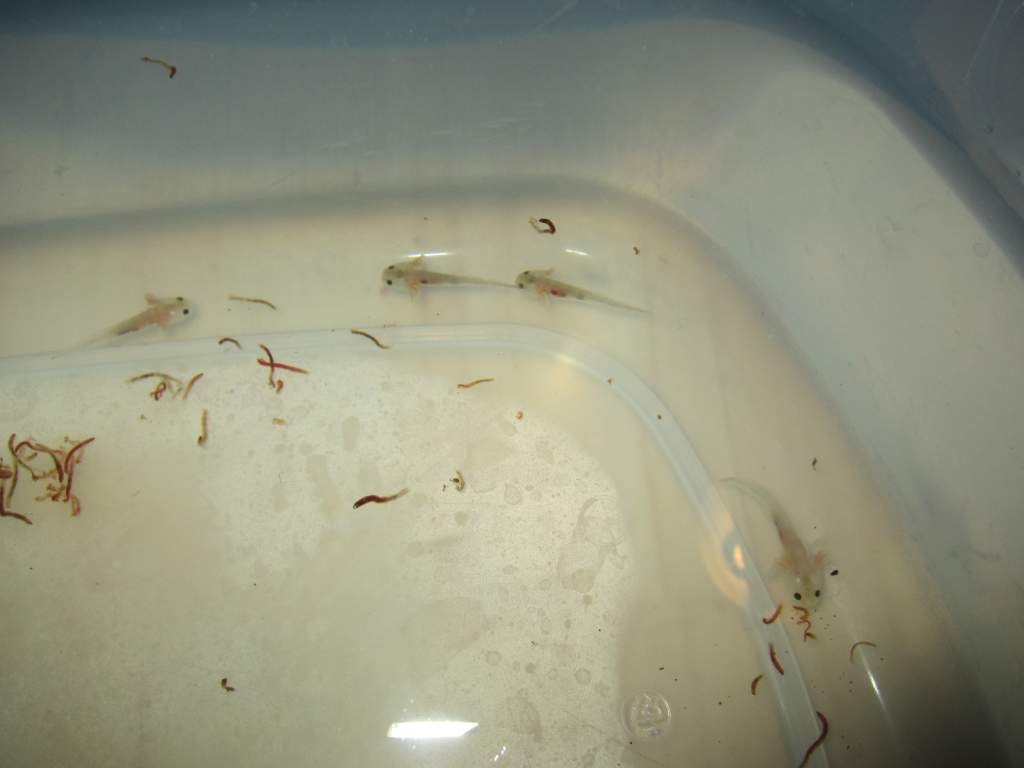 Fresh out of the bags and eating before I move them to their new home!!