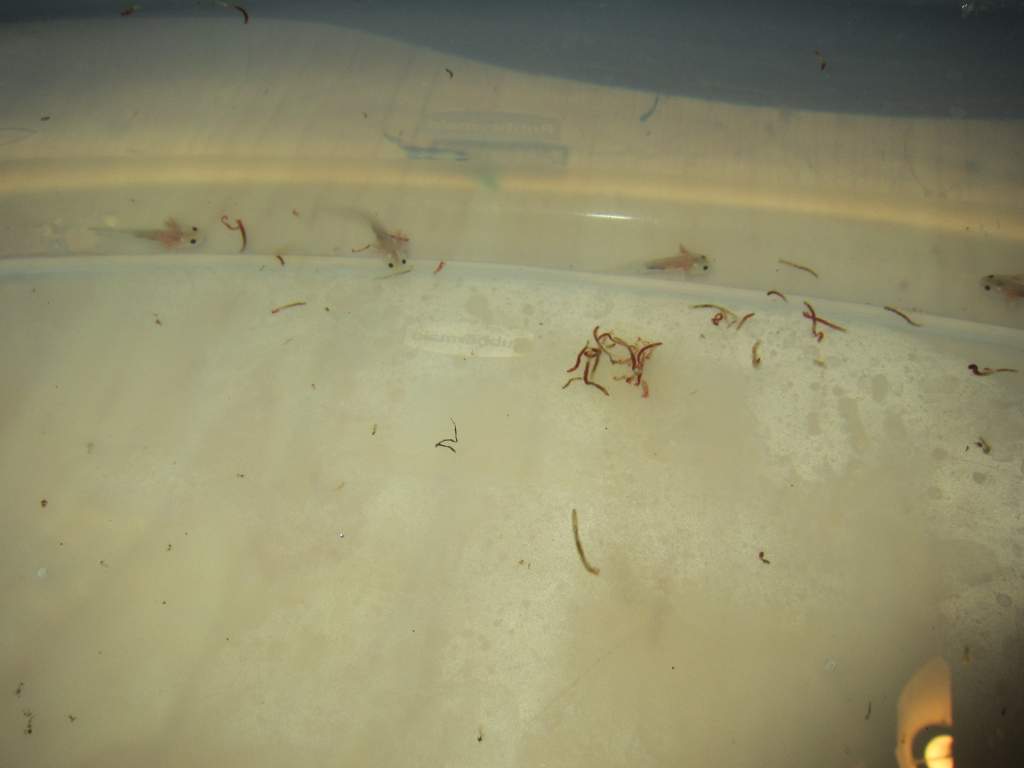 Fresh out of the bags and eating before I move them to their new home!!