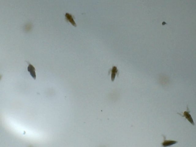 Freshly hatched artemia