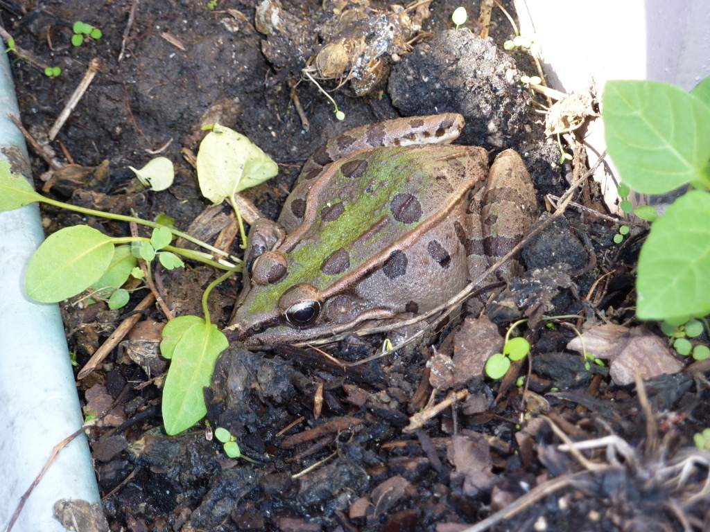 Frog in the backyard pond resting in a pot on a chilly day.
Nice specimen of a leopard frog.
Rana sphenocephala