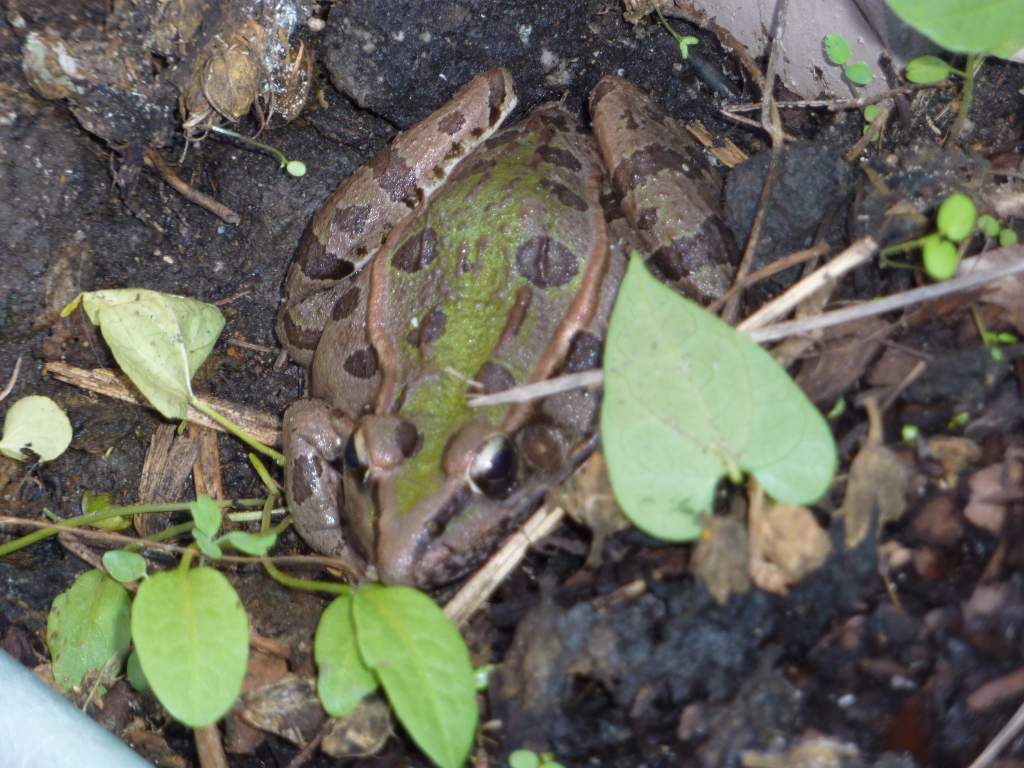 Frog in the backyard pond resting in a pot on a chilly day.
Nice specimen of a leopard frog.  
Rana sphenocephala