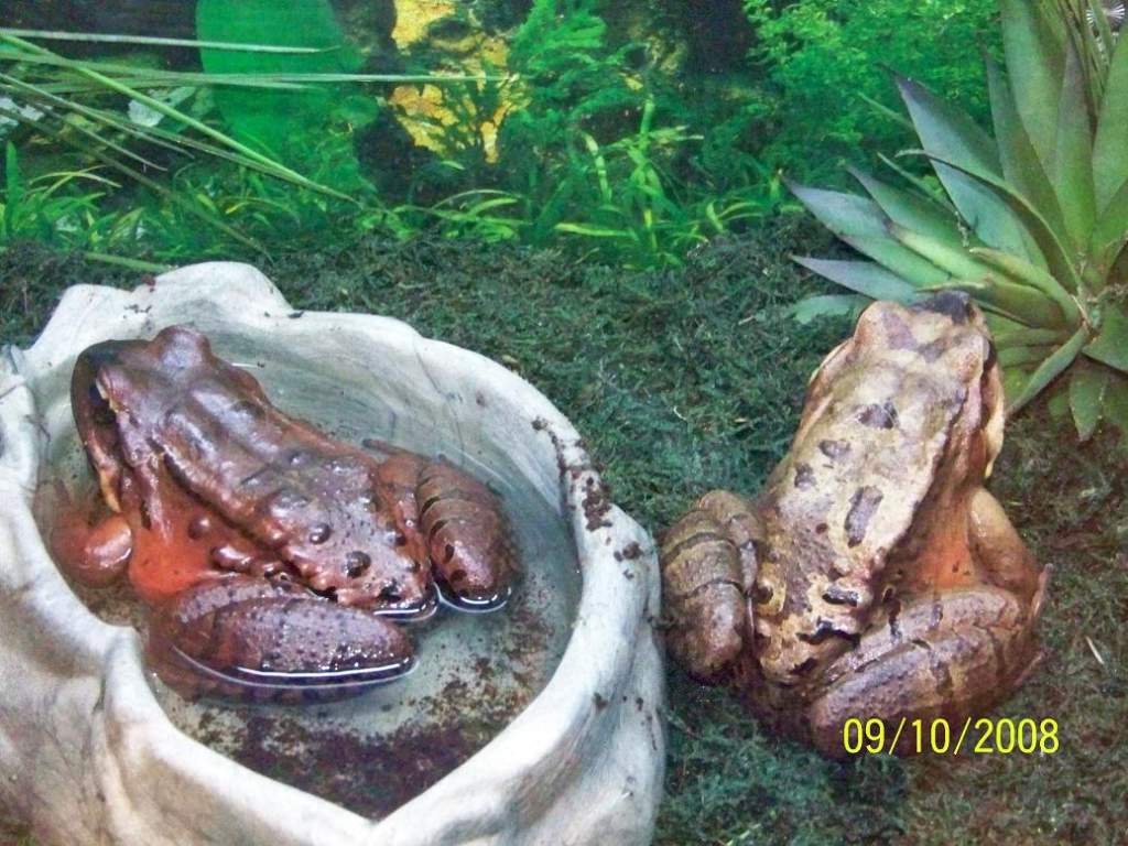frog