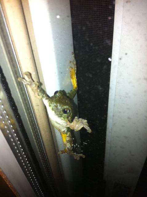 frog