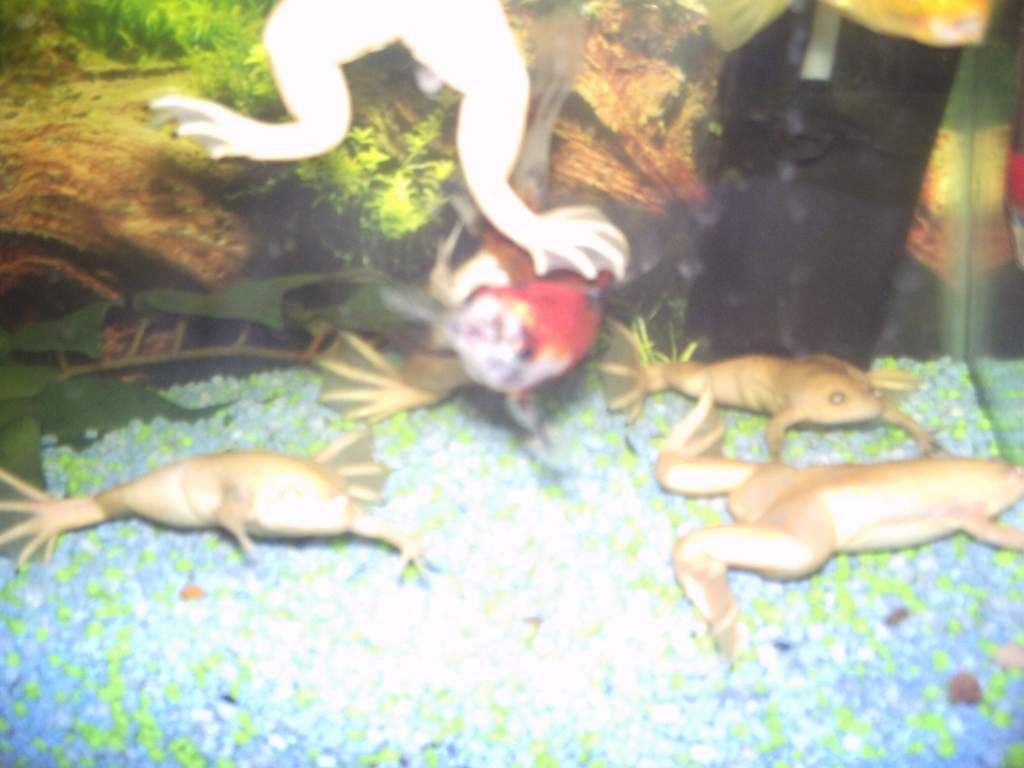FROGGG