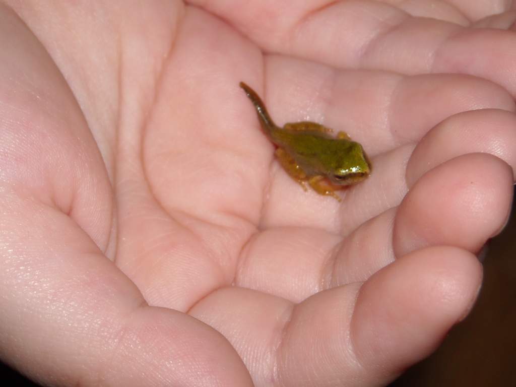 Froglet
