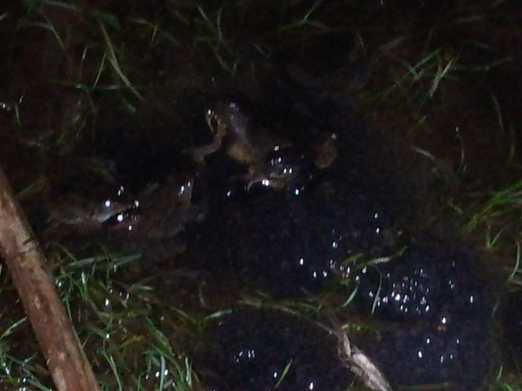 Frogs and frogs spawn