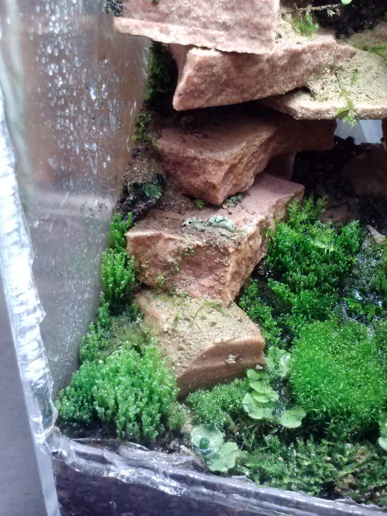 Front left corner silver moss