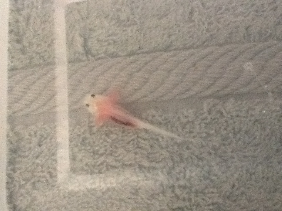 Front legs grown.