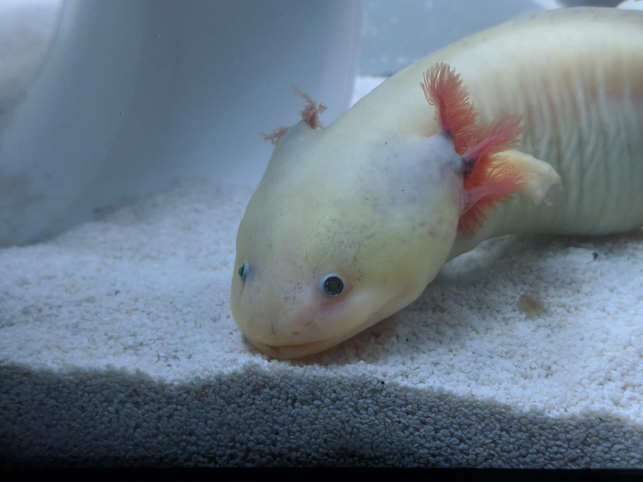 Front view of gills