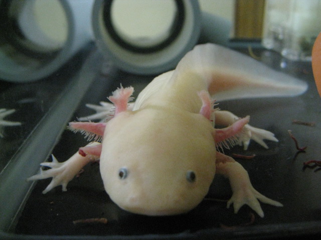 front view