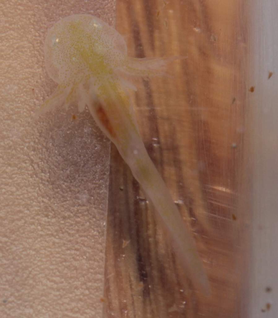 frontlegburritobabies4