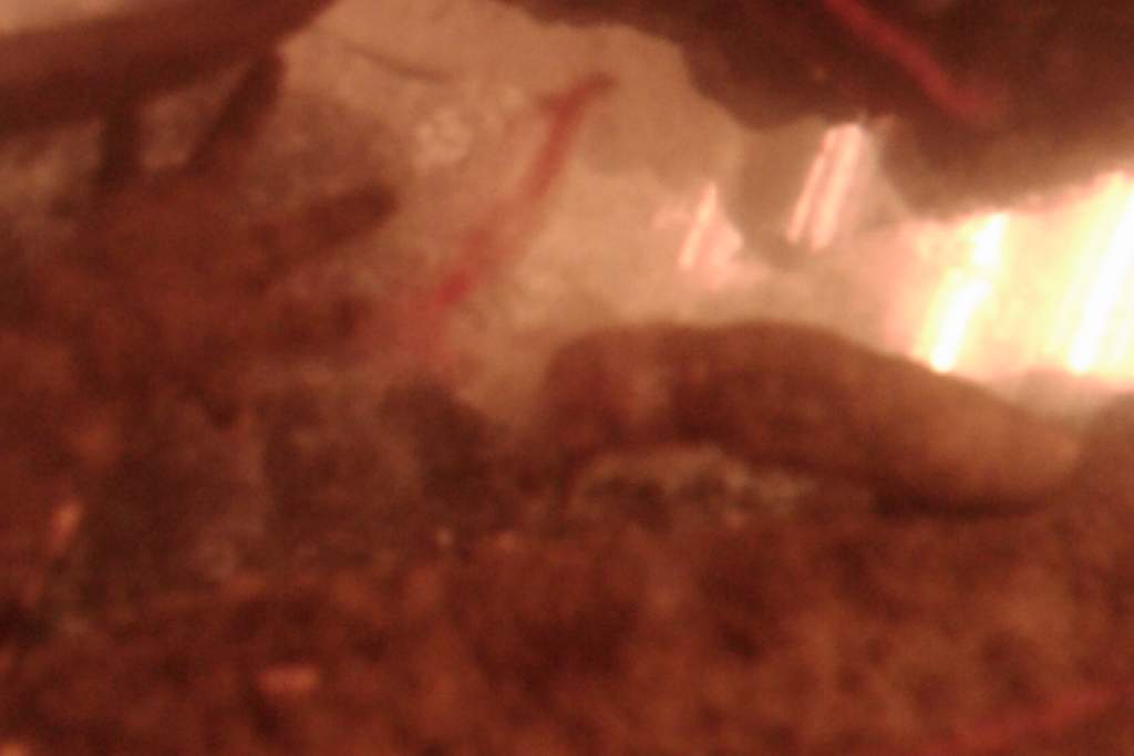 Fungal Infection