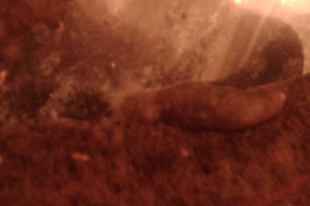 Fungal Infection