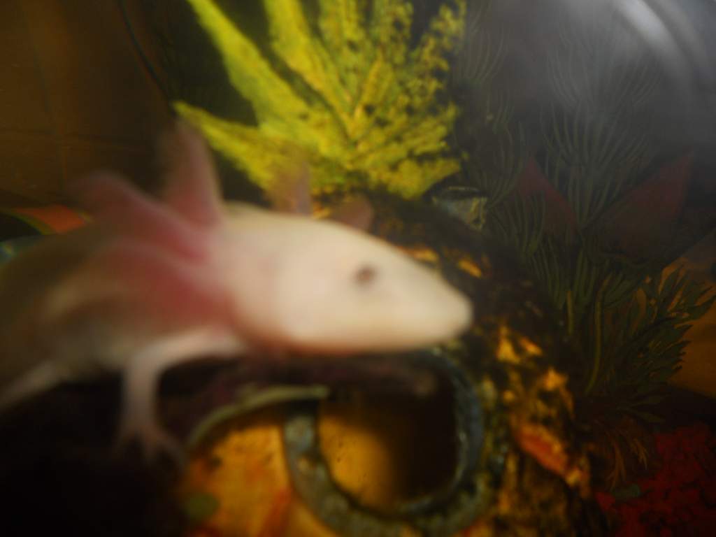 fuzzy little pixie next to his pineapple