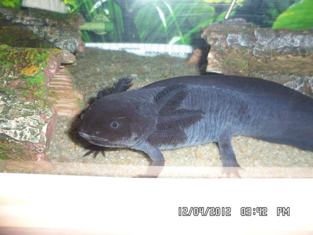 garbo - black