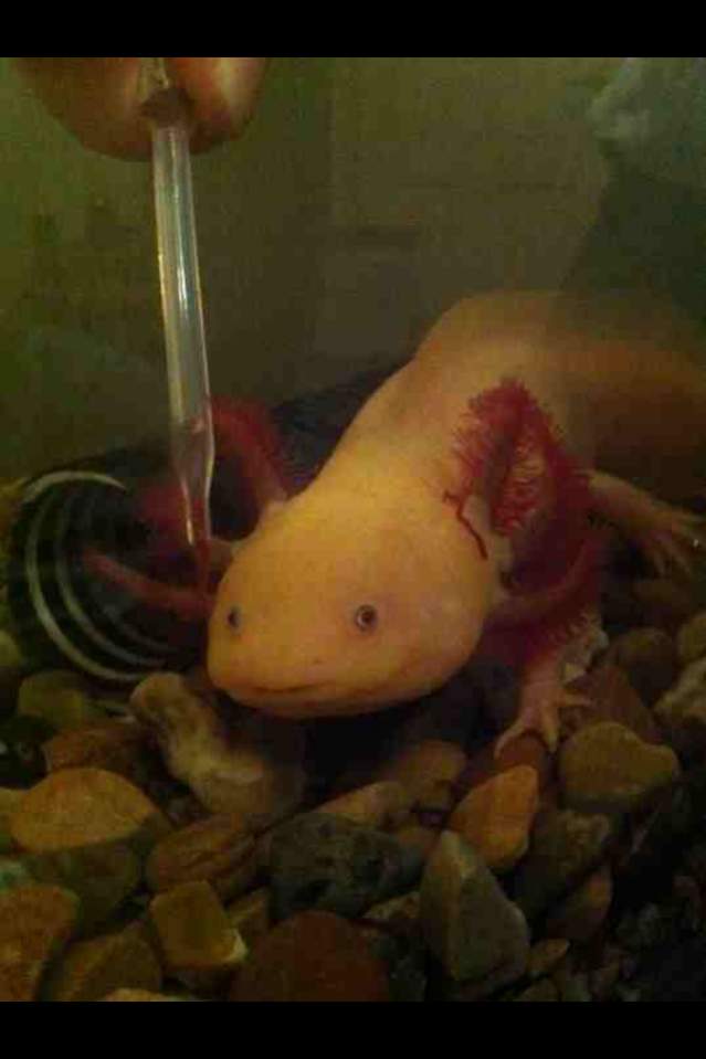 Gary (grandad) = leucistic